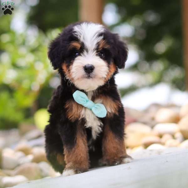 Goodbye Earl, Mini Bernedoodle Puppy